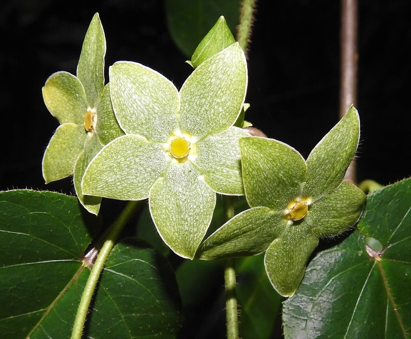Chloropetalum denticulatum