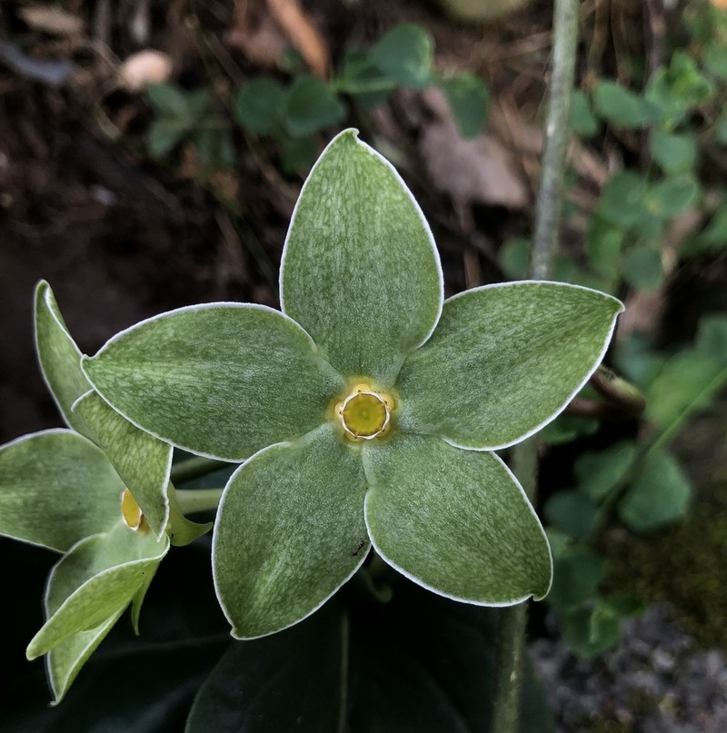 Chloropetalum denticulatum photo 2