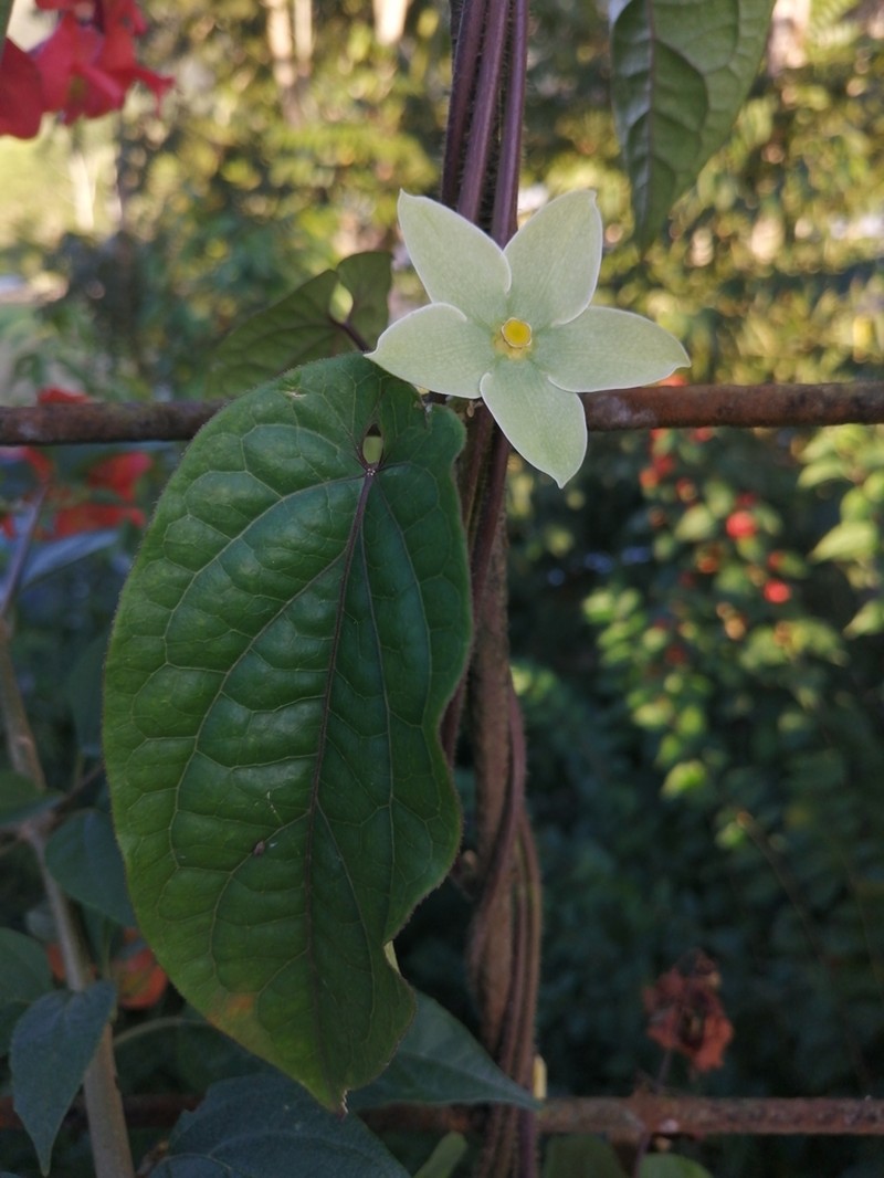 Chloropetalum denticulatum photo 3