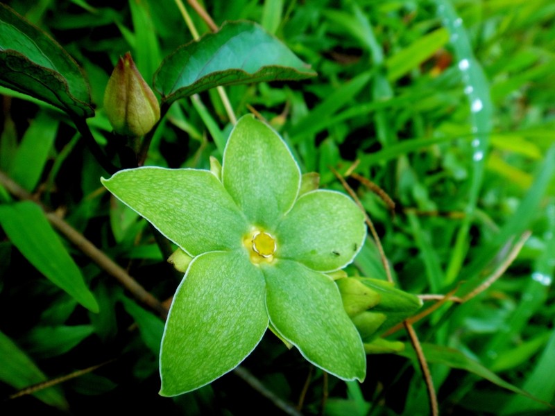 Chloropetalum denticulatum photo 4