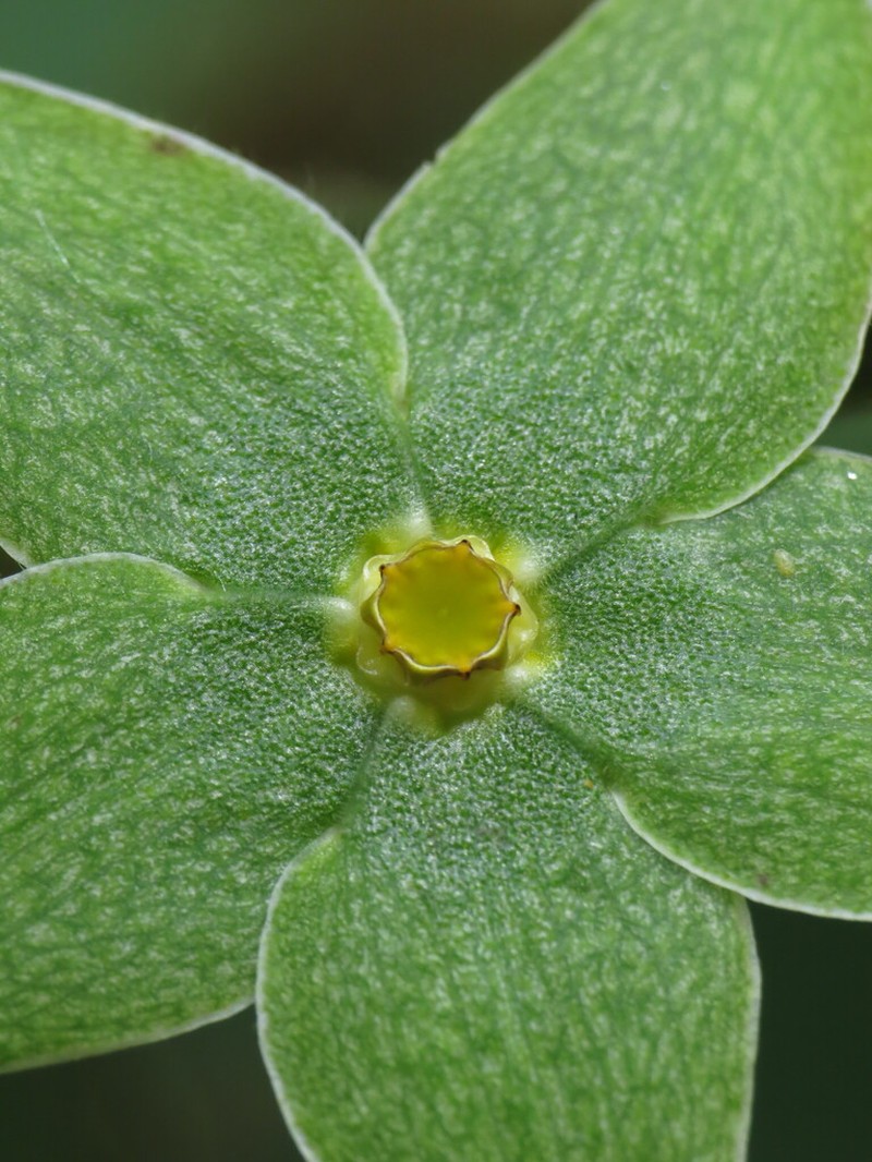 Chloropetalum denticulatum photo 5
