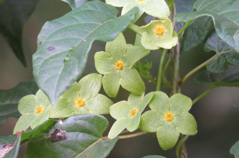 Chloropetalum denticulatum photo 6