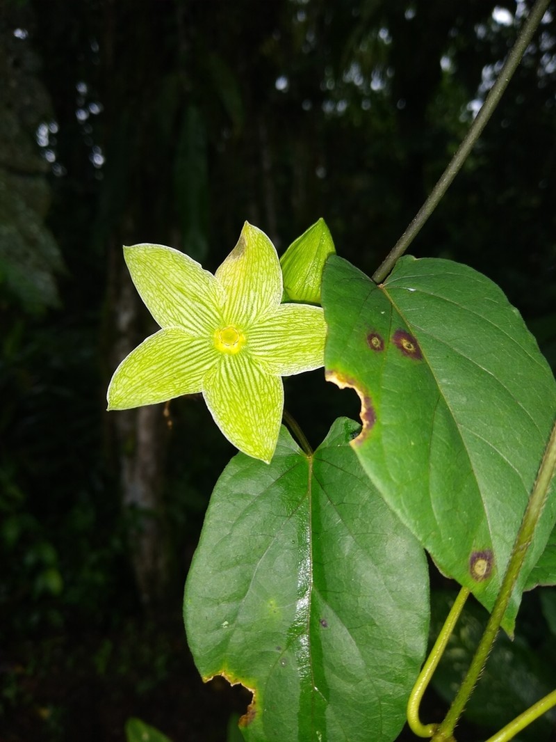 Chloropetalum denticulatum photo 7
