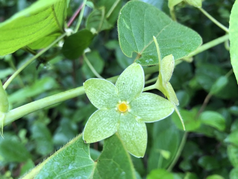 Chloropetalum denticulatum photo 8
