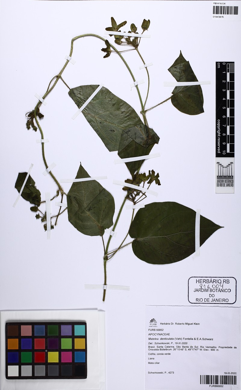 Chloropetalum obtusiflorum
