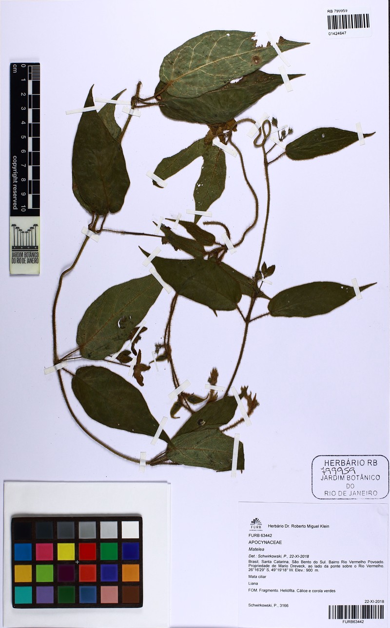 Chloropetalum obtusiflorum photo 2