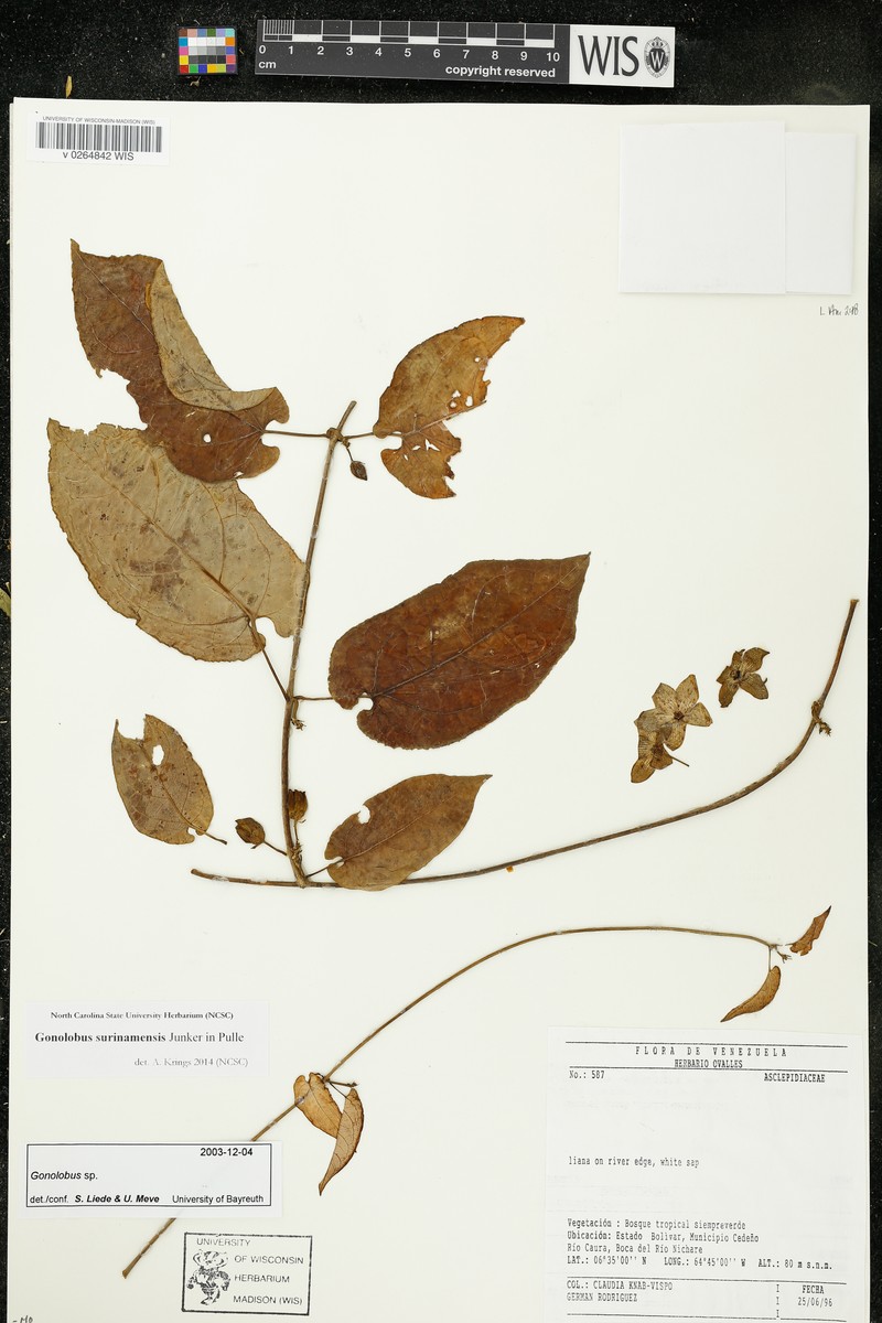 Chloropetalum surinamense