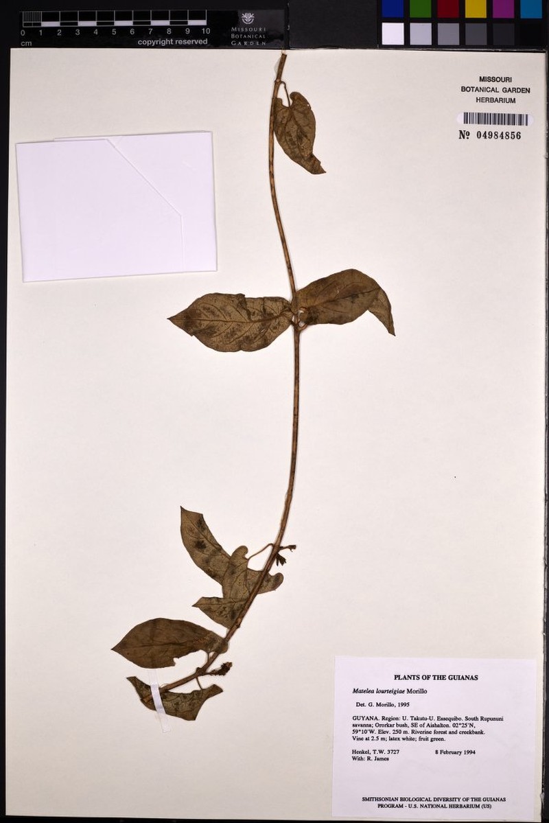 Chloropetalum surinamense photo 2