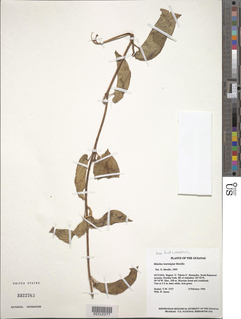 Chloropetalum surinamense photo 3