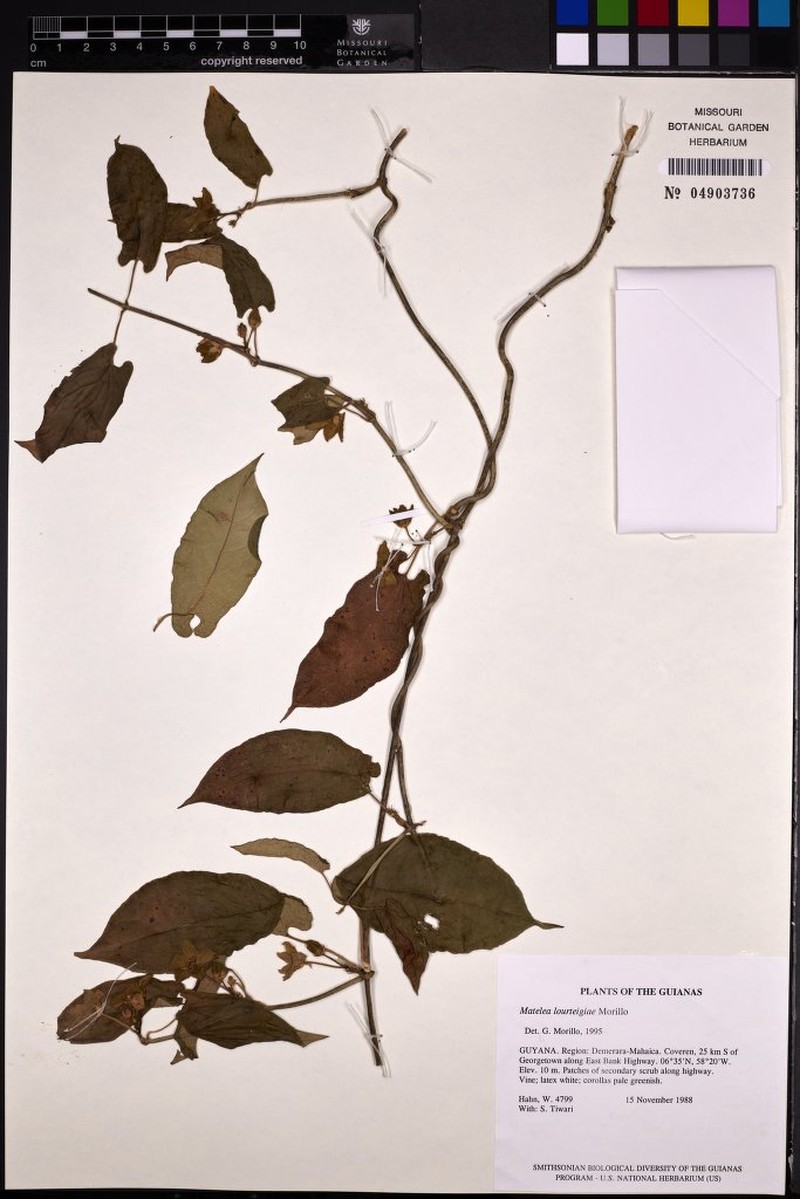 Chloropetalum surinamense photo 4