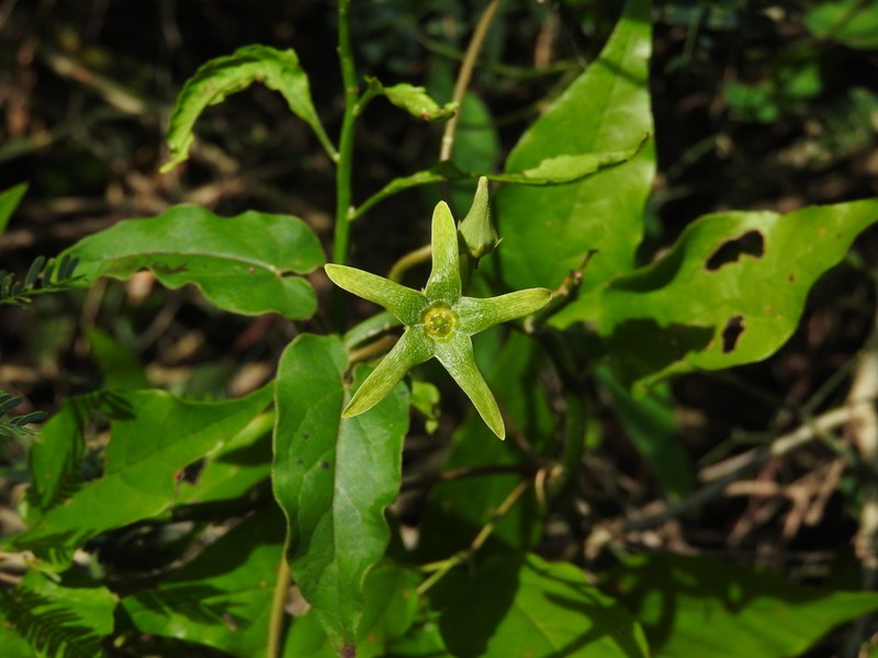 Chloropetalum viride