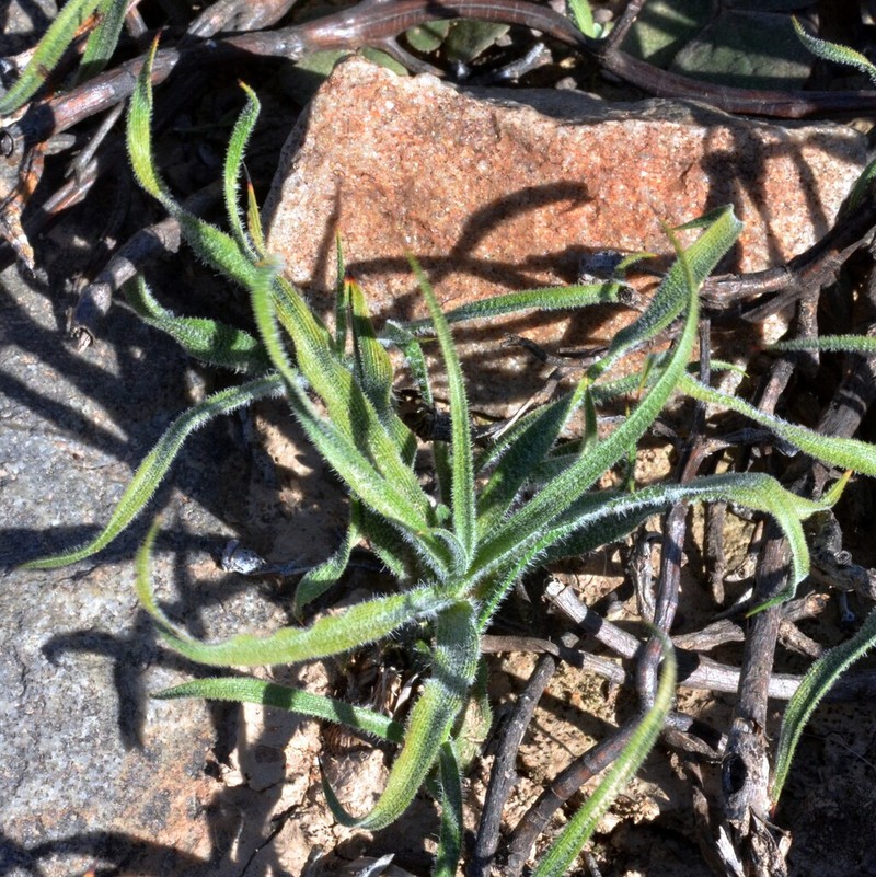 Chlorophytum asperum