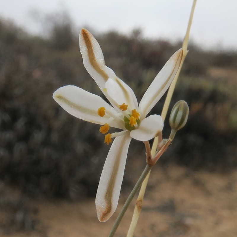 Chlorophytum asperum photo 2