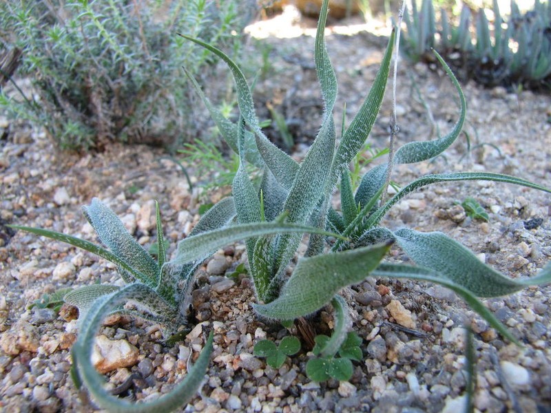 Chlorophytum asperum photo 3
