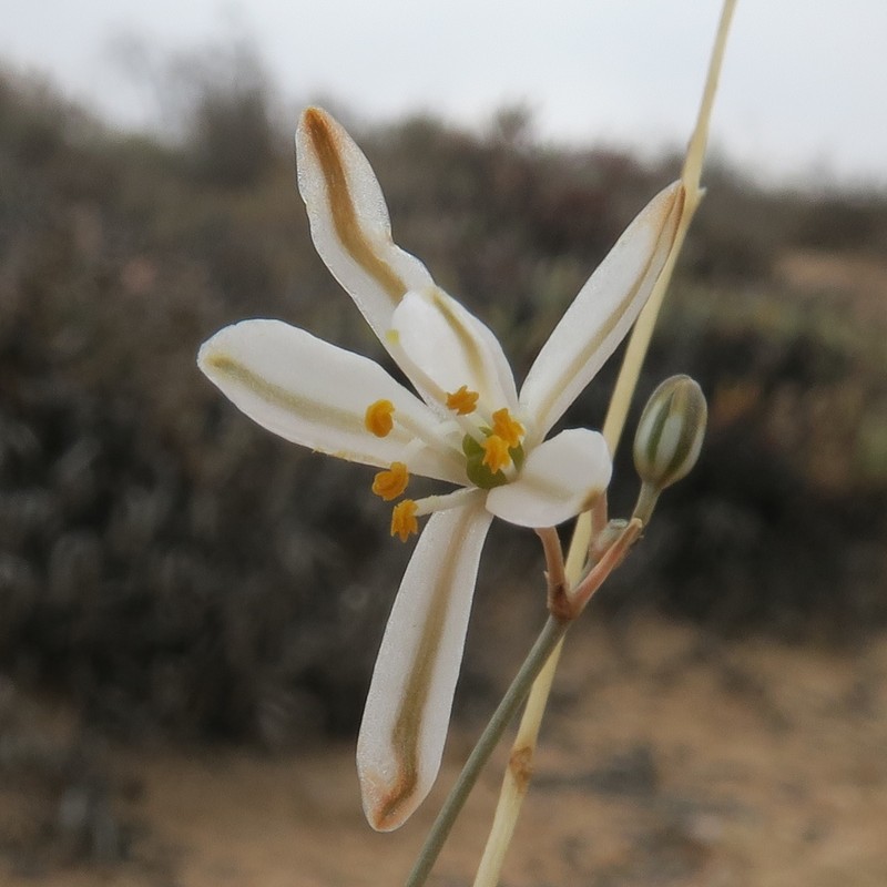 Chlorophytum asperum photo 4