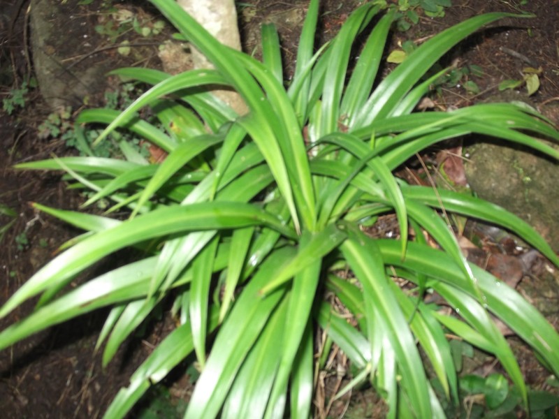 Bracketplant photo 4