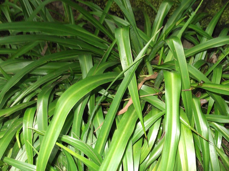 Bracketplant photo 5