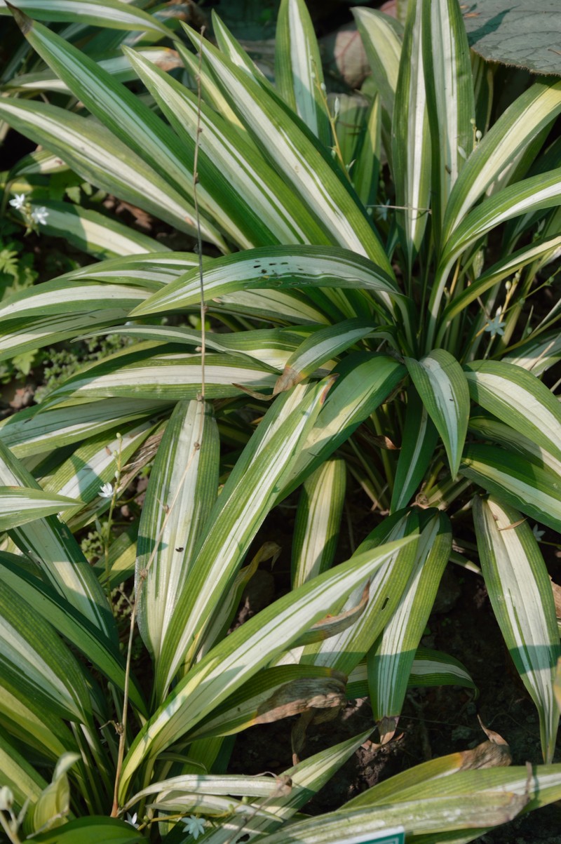 Bracketplant photo 2