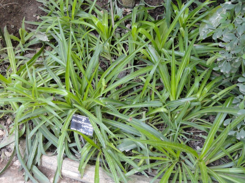 Bracketplant