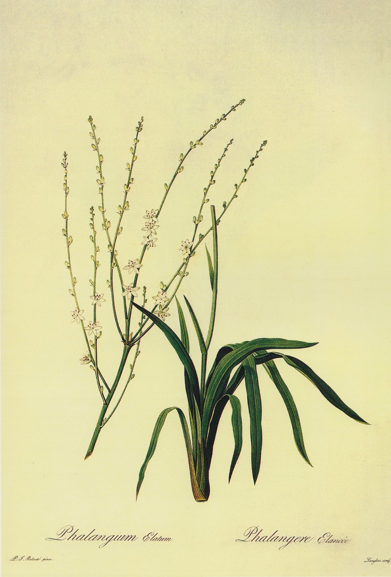 Bracketplant photo 3
