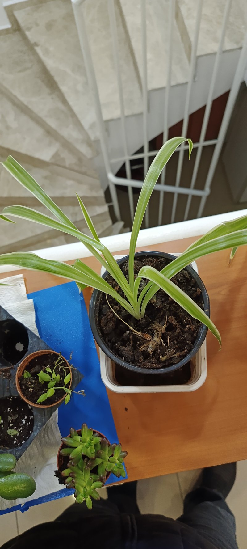 Bracketplant photo 6