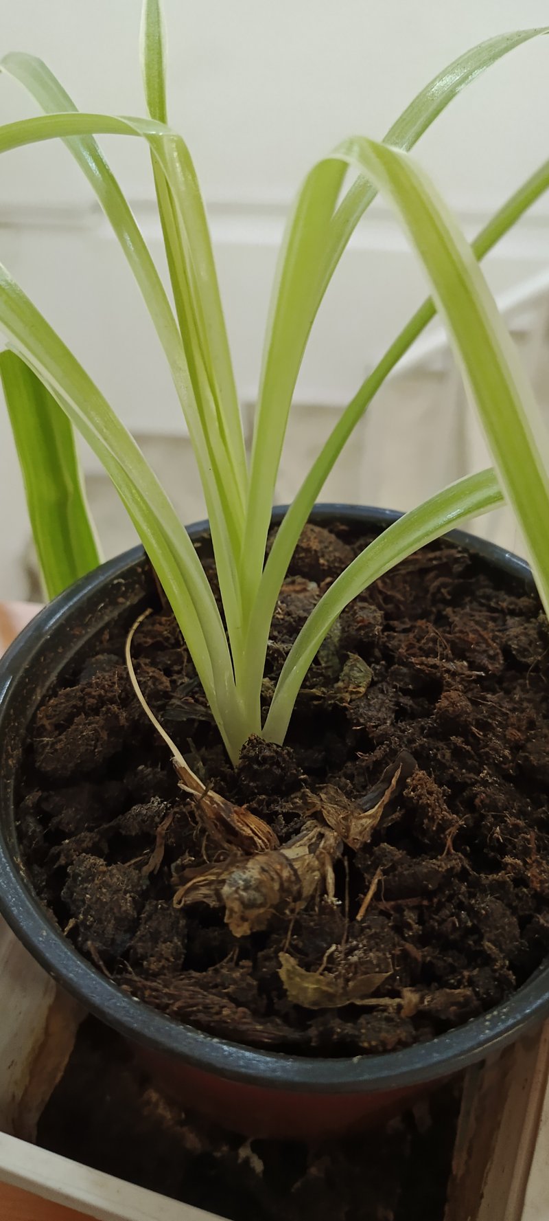 Bracketplant photo 7