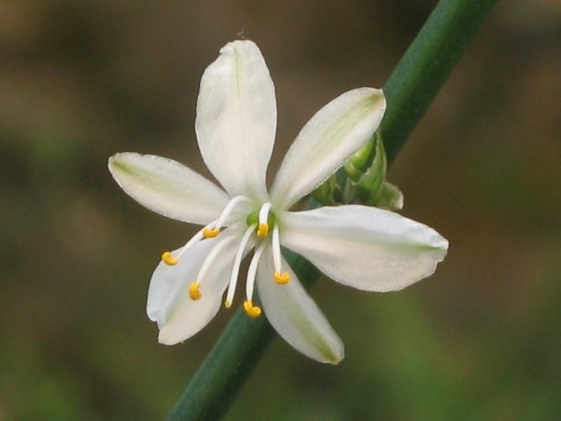 Bracketplant photo 8