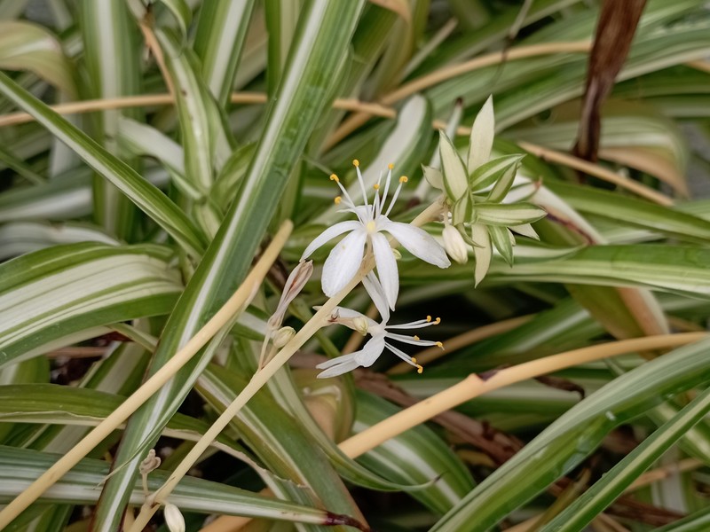 Spider Plant photo 2