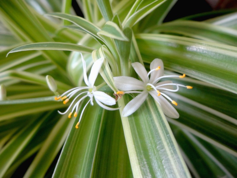 Spider Plant photo 3