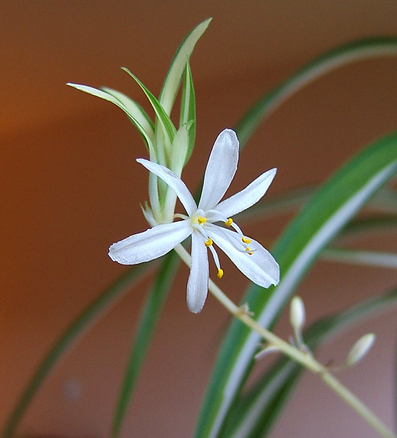 Spider Plant photo 4