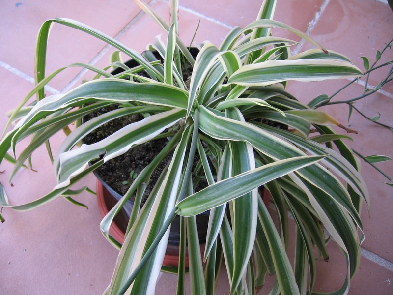 Spider Plant photo 5