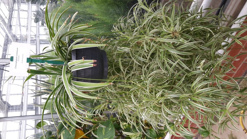 Spider Plant photo 6