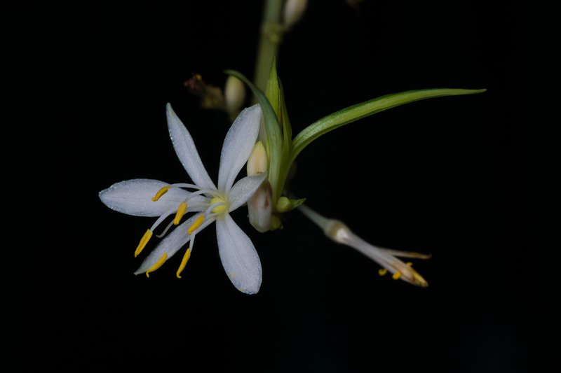 Spider Plant photo 8