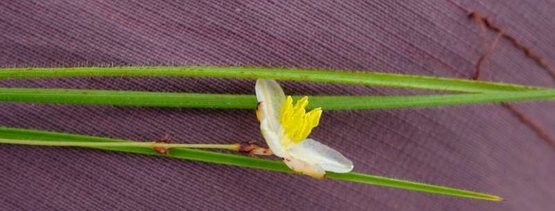 Chlorophytum delicatulum photo 2