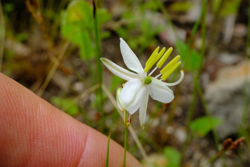 Chlorophytum delicatulum photo 3