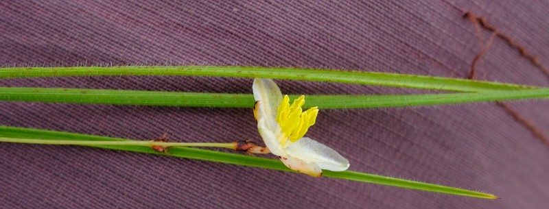 Chlorophytum delicatulum photo 4