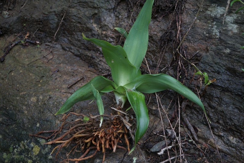 Chlorophytum keiskammaense