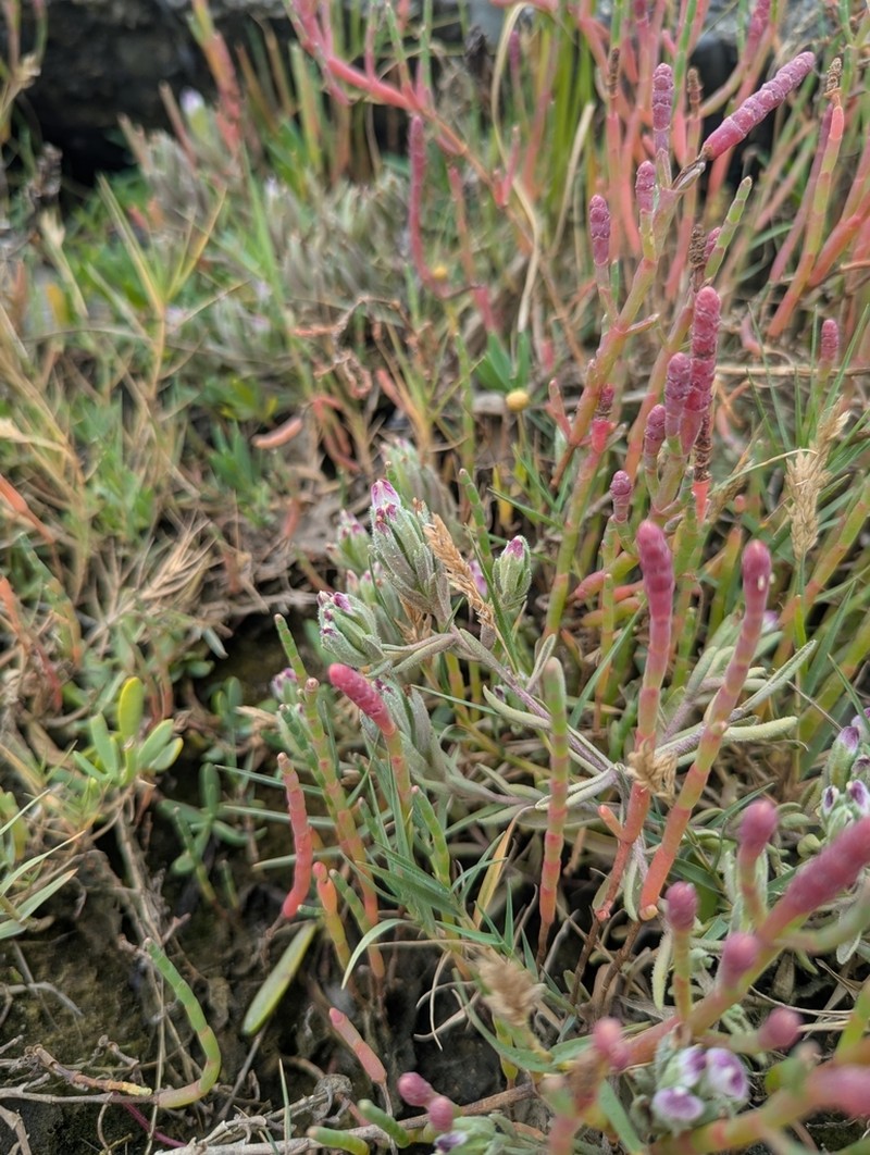 Saltmarsh Bird's-Beak