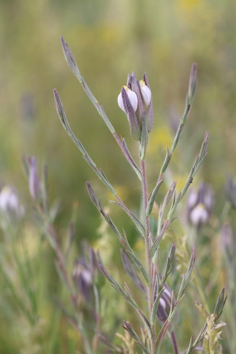 Saltmarsh Bird's-Beak photo 3