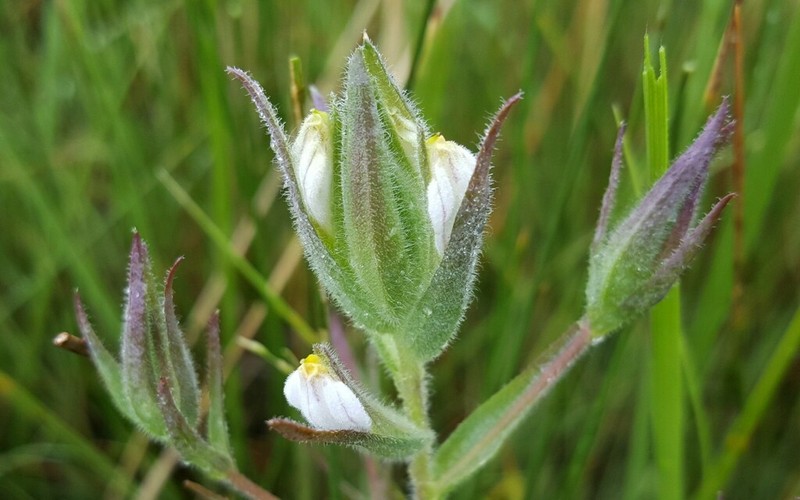Saltmarsh Bird's-Beak photo 6