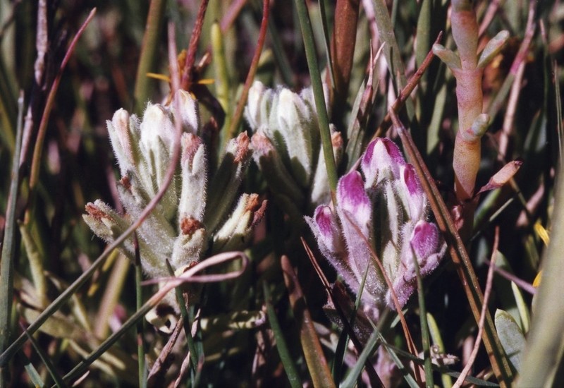 Saltmarsh Bird's-Beak photo 8