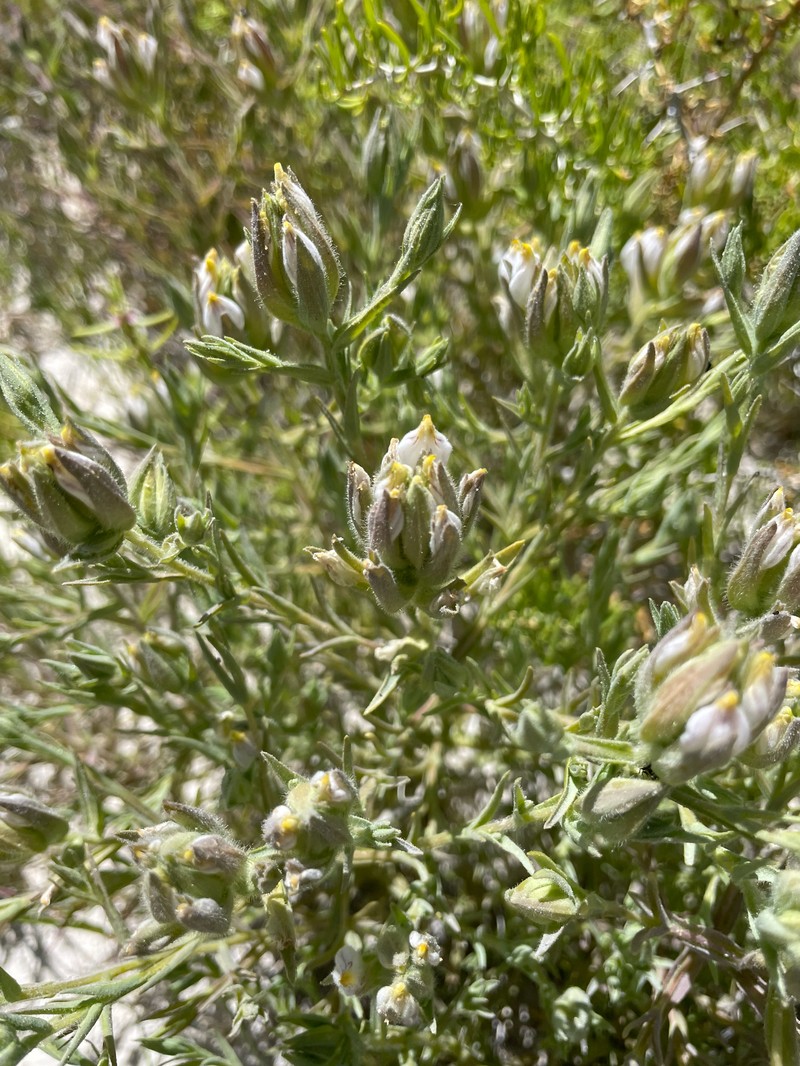 Chloropyron maritimum subsp. canescens