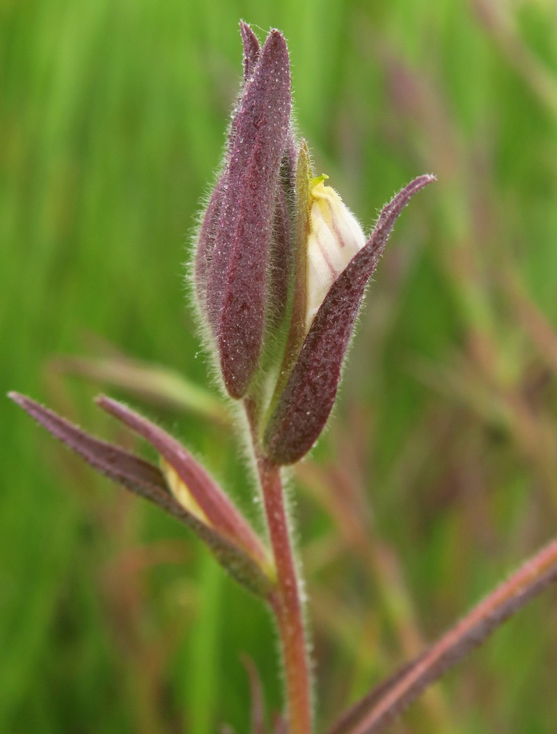 Chloropyron maritimum subsp. canescens photo 2