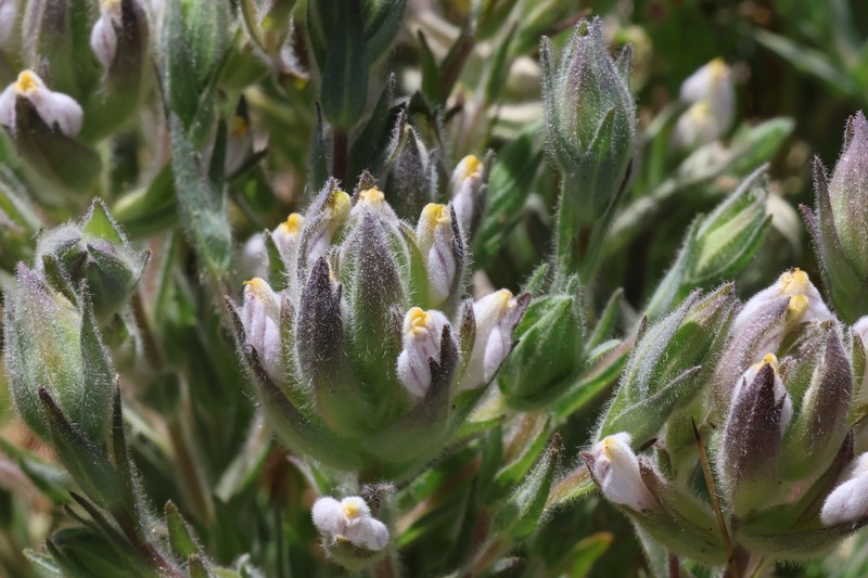 Chloropyron maritimum subsp. canescens photo 3