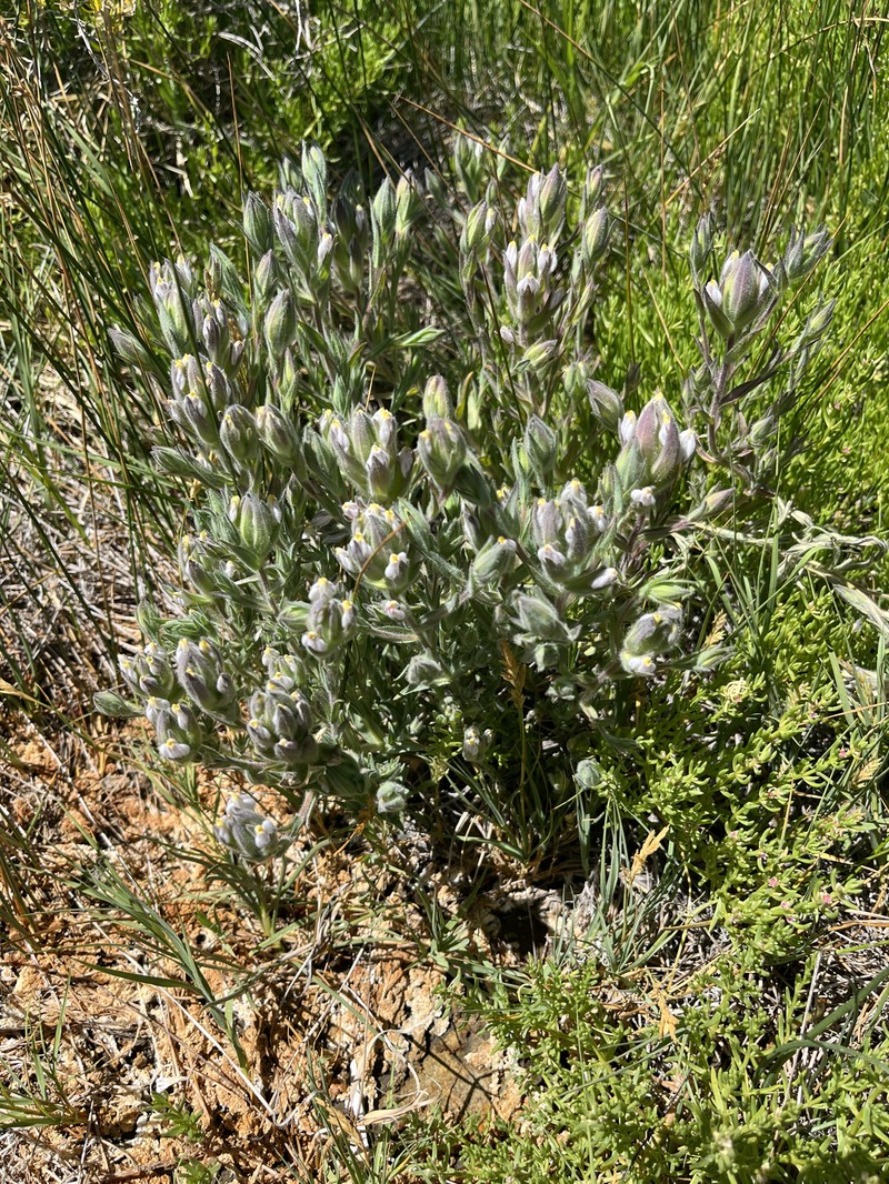 Chloropyron maritimum subsp. canescens photo 4