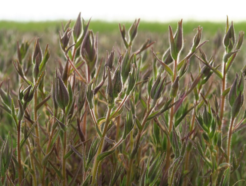 Chloropyron maritimum subsp. canescens photo 5