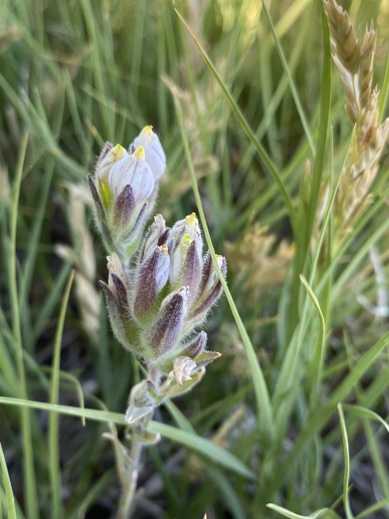 Chloropyron maritimum subsp. canescens photo 6
