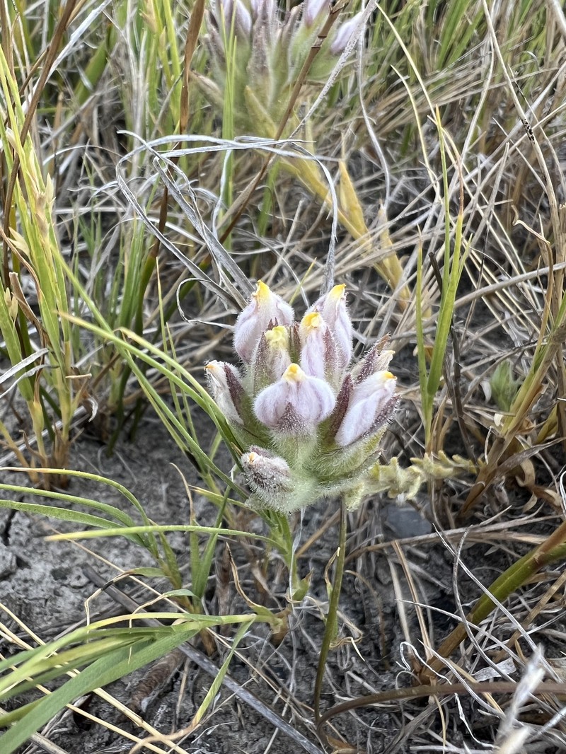 Chloropyron maritimum subsp. canescens photo 7