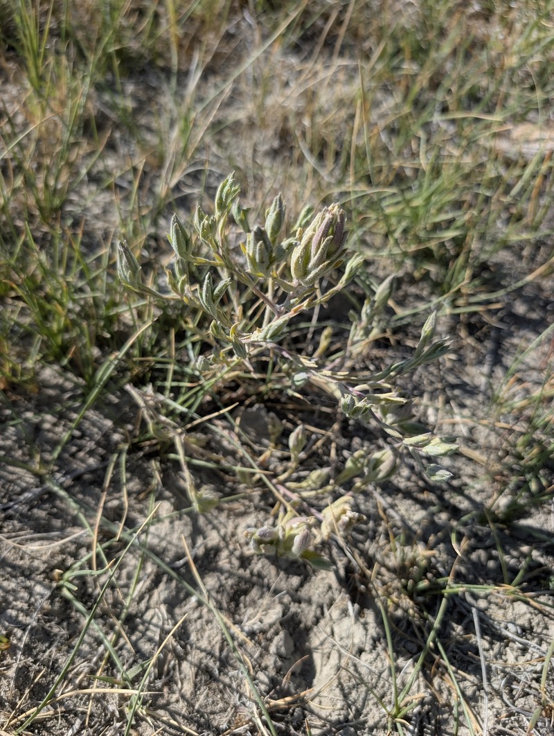 Chloropyron maritimum subsp. canescens photo 8