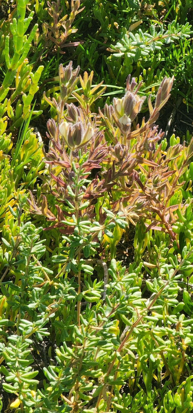 Chloropyron maritimum subsp. maritimum